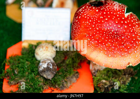 Mantoue, Italie - 22 octobre 2016 : exposition mycologique dans Amanita de champignons à Mantoue, Lombardie, Italie Banque D'Images