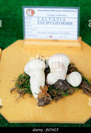 Mantoue, Italie - 22 octobre 2016 : Calvatia excipuliformis exposition mycologique à des champignons à Mantoue, Lombardie, Italie Banque D'Images