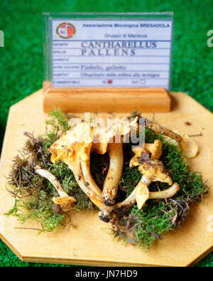 Mantoue, Italie - 22 octobre 2016 : Cantharellus pallens exposition mycologique à des champignons à Mantoue, Lombardie, Italie Banque D'Images