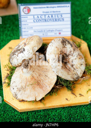 Mantoue, Italie - 22 octobre 2016 : Lactarius controversus exposition mycologique à des champignons à Mantoue, Lombardie, Italie Banque D'Images