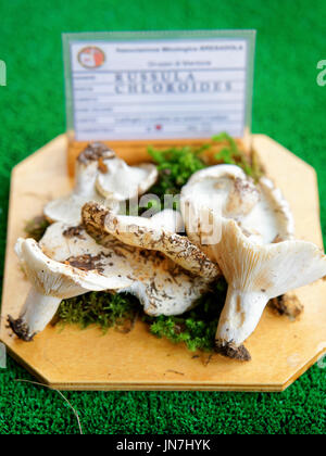 Mantoue, Italie - 22 octobre 2016 : Russula chloroides exposition mycologique à des champignons à Mantoue, Lombardie, Italie Banque D'Images