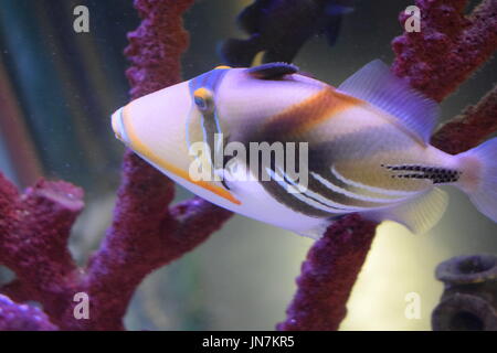 À rayures de couleur gros poissons coraux près de natation Banque D'Images