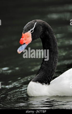 Schwarzhalsschwan / (Cygnus melanocorypha) | Cygne à cou noir (Cygnus melanocorypha) / Banque D'Images