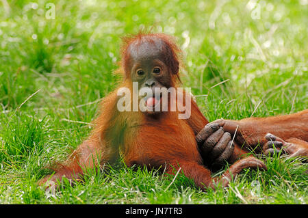 / Orang-outan de Sumatra (Pongo pygmaeus abelii, Pongo abelii)| Sumatra-Orang-outan, Jungtier Banque D'Images