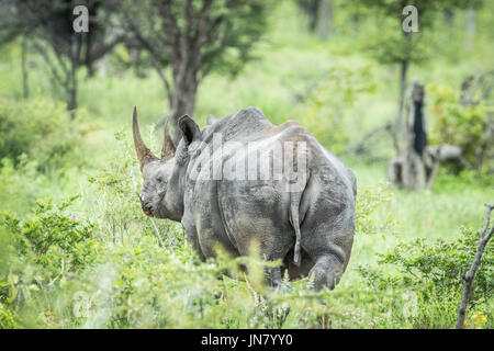 Les rhinocéros noirs de derrière dans l'herbe haute dans le parc national d'Etosha, Namibie. Banque D'Images