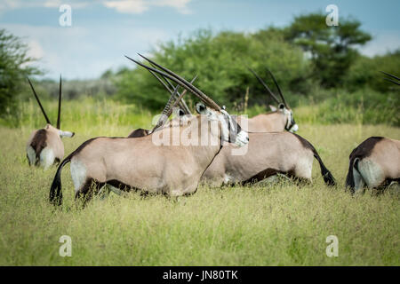 Troupeau d'oryx debout dans l'herbe dans le central kalahari, Botswana. Banque D'Images