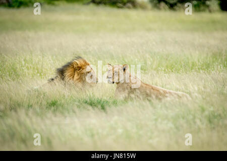 Couple accouplement lion pose dans l'herbe dans le central kalahari, Botswana. Banque D'Images