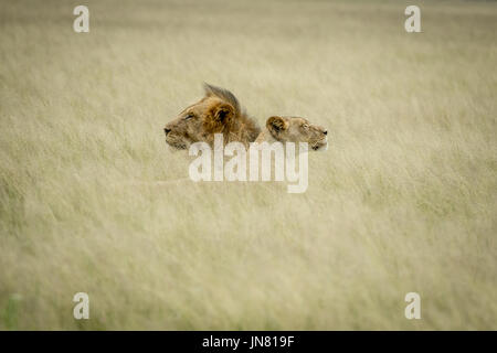 Couple accouplement lion fixant dans les hautes herbes dans le central kalahari, Botswana. Banque D'Images