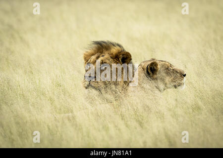 Couple accouplement lion fixant dans les hautes herbes dans le central kalahari, Botswana. Banque D'Images