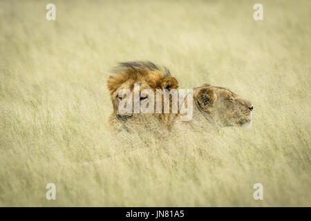 Couple accouplement lion fixant dans les hautes herbes dans le central kalahari, Botswana. Banque D'Images