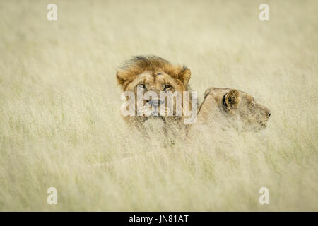 Couple accouplement lion fixant dans les hautes herbes dans le central kalahari, Botswana. Banque D'Images