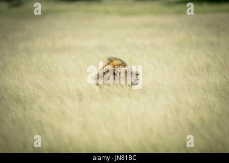 Couple accouplement lion fixant dans les hautes herbes dans le central kalahari, Botswana. Banque D'Images