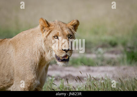 Avec jeune homme lion dans le central kalahari, Botswana. Banque D'Images