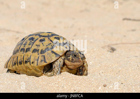 La tortue d'Hermann (Testudo hermanni), Torre Seu, Sardaigne, Italie Banque D'Images