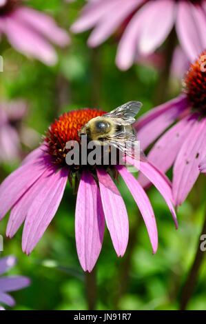 Close up of a Black & Gold de bourdons (Bombus auricomus) pollen d'une quête de l'échinacée (Echinacea) représenté dans une faible profondeur de champ. Banque D'Images