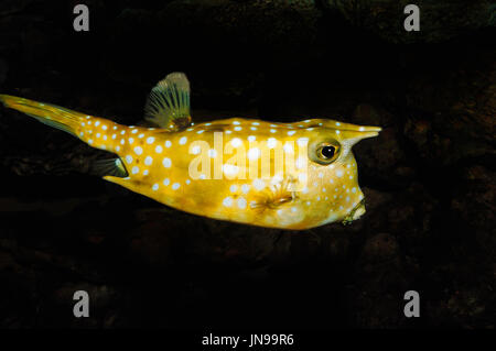 Longicorne Cowfish / Lactoria cornuta (Longhorn) / Kuhfisch Cowfish | / (Lactoria cornuta) / Langhorn Kofferfisch Banque D'Images