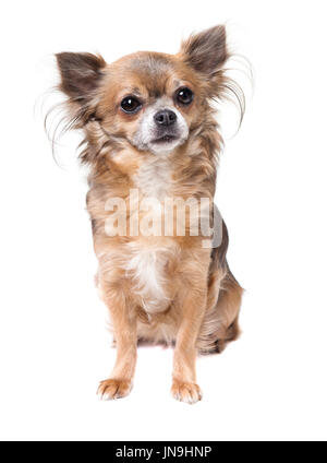 Un chihuahua sitting in front of white background, isolé Banque D'Images