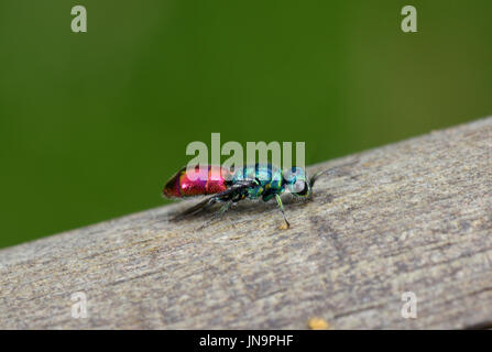 Ruby-tailed Wasp (Chrysis) putoni adulte au repos sur bois, Monmouth, Wales, septembre Banque D'Images
