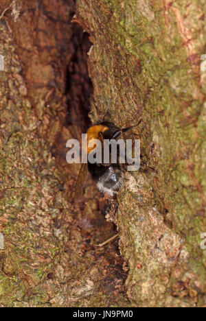 Les bourdons (Bombus hypnorum arbre) à l'entrée du nid dans l'arbre, Monmouth, Wales, Août Banque D'Images