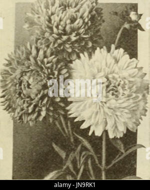 'Bolgiano's capitol city seeds : 1921' (1921) Banque D'Images