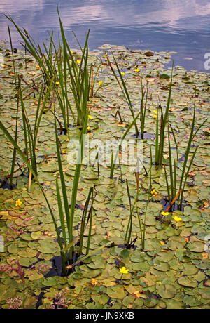 Roseaux et nénuphars sur le canal Banque D'Images