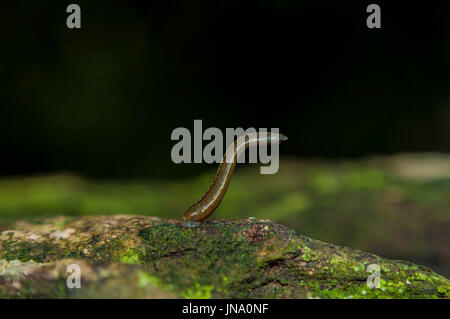 Bloodsucker ou Leech à la forêt en Thaïlande Banque D'Images