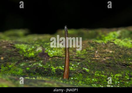 Bloodsucker ou Leech à la forêt en Thaïlande Banque D'Images