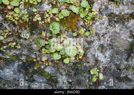 Saxifraga stolonifera Banque D'Images