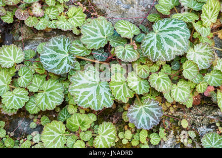 Saxifraga stolonifera Banque D'Images