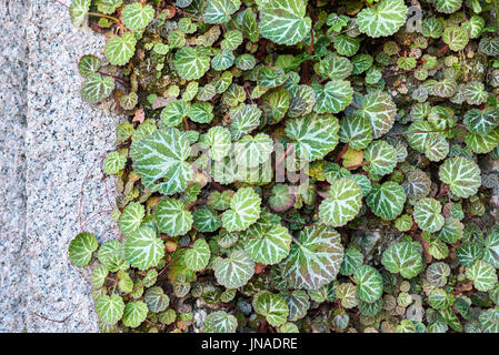 Saxifraga stolonifera Banque D'Images