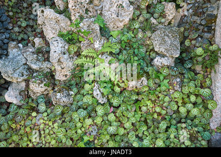 Saxifraga stolonifera Banque D'Images