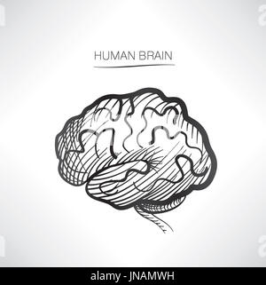 Cerveau humain isolé. Icônes d'organes internes sketch Banque D'Images