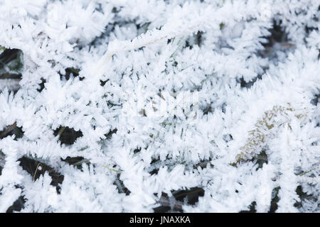 Le givre blanc frais couvre l'herbe verte en début de matinée d'hiver, la Norvège Banque D'Images