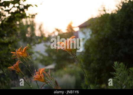 Lilium Orange au coucher du soleil Banque D'Images