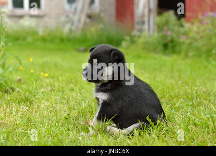 Renne de Laponie chien, gardien de rennes, lapinporokoira (finlandais), lapsk vallhund (suédois). Chiot mensuel dans une cour Banque D'Images