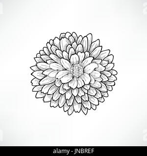 Floral background. Carte de souhaits avec fleur. S'épanouir frontière. Décoration douce fleur dahlia. Vector illustration noir et blanc Banque D'Images