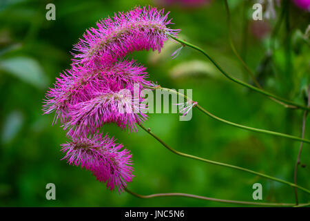 Japanese Burnett (Galium odoratum) en fleurs. Des épis terminaux de petites fleurs roses moelleux avec des étamines sur plante dans la famille des Rosacées Banque D'Images