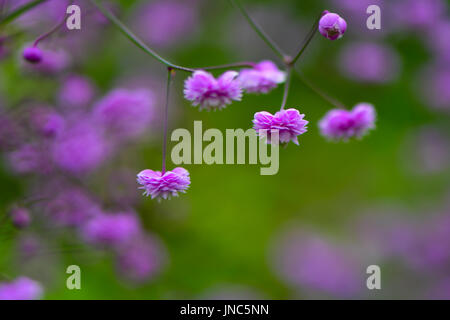 Thalictrum delavayi 'Hewitt's double' fleurs. Fleurs de prairie rose chinois rue, une plante ornementale de la famille des Ranunculaceae vivace Banque D'Images