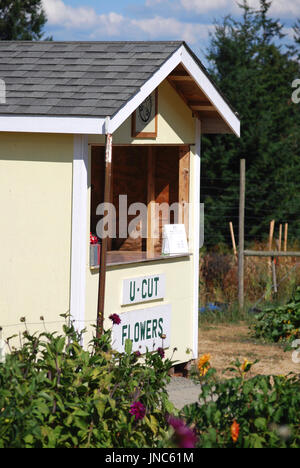 - U farmstand Dahlia's cut, Bainbridge Island, WA. USA Banque D'Images