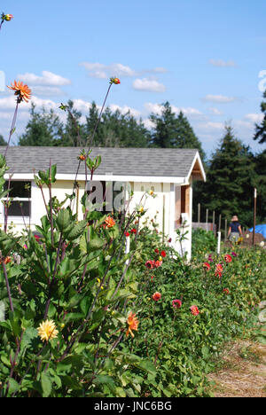 U Pick Dahlia Farm, Bainbridge Island, WA USA Banque D'Images