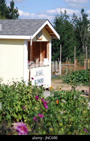 U Pick Dahlia Farm, Bainbridge Island, WA USA Banque D'Images