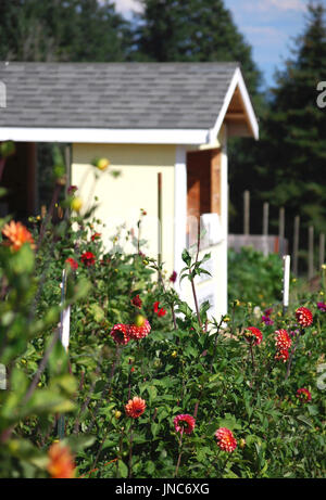 Dahlia Fleurs coupées U ferme, Bainbridge Island, WA. USA Banque D'Images