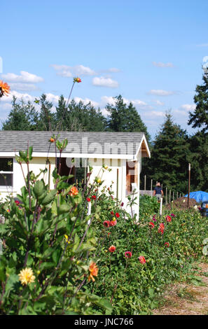 Dahlia Fleurs coupées U Bainbridge Island, WA USA Banque D'Images