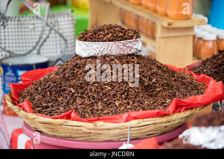 Vendeur insectes frits à Oaxaca, Mexique Banque D'Images