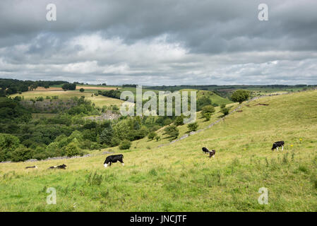 Vaches qui paissent dans les champs dans le Pic Blanc près de Buxton, Derbyshire, Angleterre. Banque D'Images