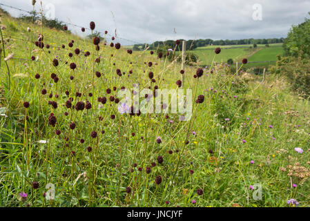 Pimprenelle une floraison herbeux dans la campagne anglaise. Banque D'Images