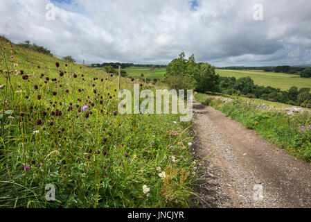 Les fleurs sauvages y compris rouge profond Pimprenelle dans un herbeux dans le Peak District, Derbyshire, Angleterre. Banque D'Images