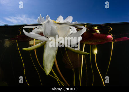 Un nénuphar fleur pousse au bord d'un étang d'eau douce à Cape Cod, Massachusetts. Cette belle région est un lieu de vacances populaire. Banque D'Images