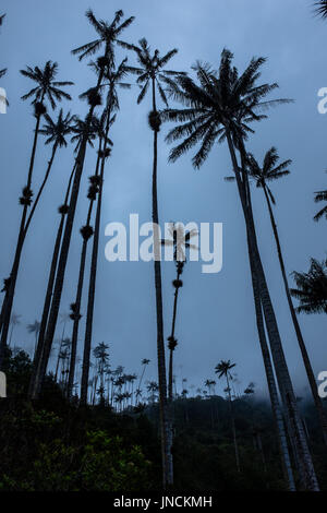 Palmiers arbre dans la vallée de Cocora Banque D'Images