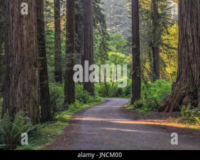 Cal Baril Road, Prairie Creek Redwoods State Park, Californie. Banque D'Images